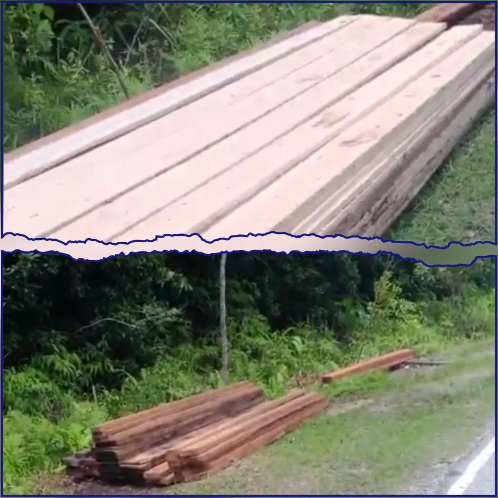 Marak Perdagangan Kayu Ilegal di Fakfak, Gakkum Didesak Sikat Oknum Nakal hingga ke Akar!