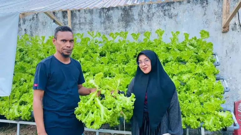 Dari Balik Jeruji, Selada Premium Tumbuh: Kisah Lapas Tual Menyemai Harapan dan Kemandirian