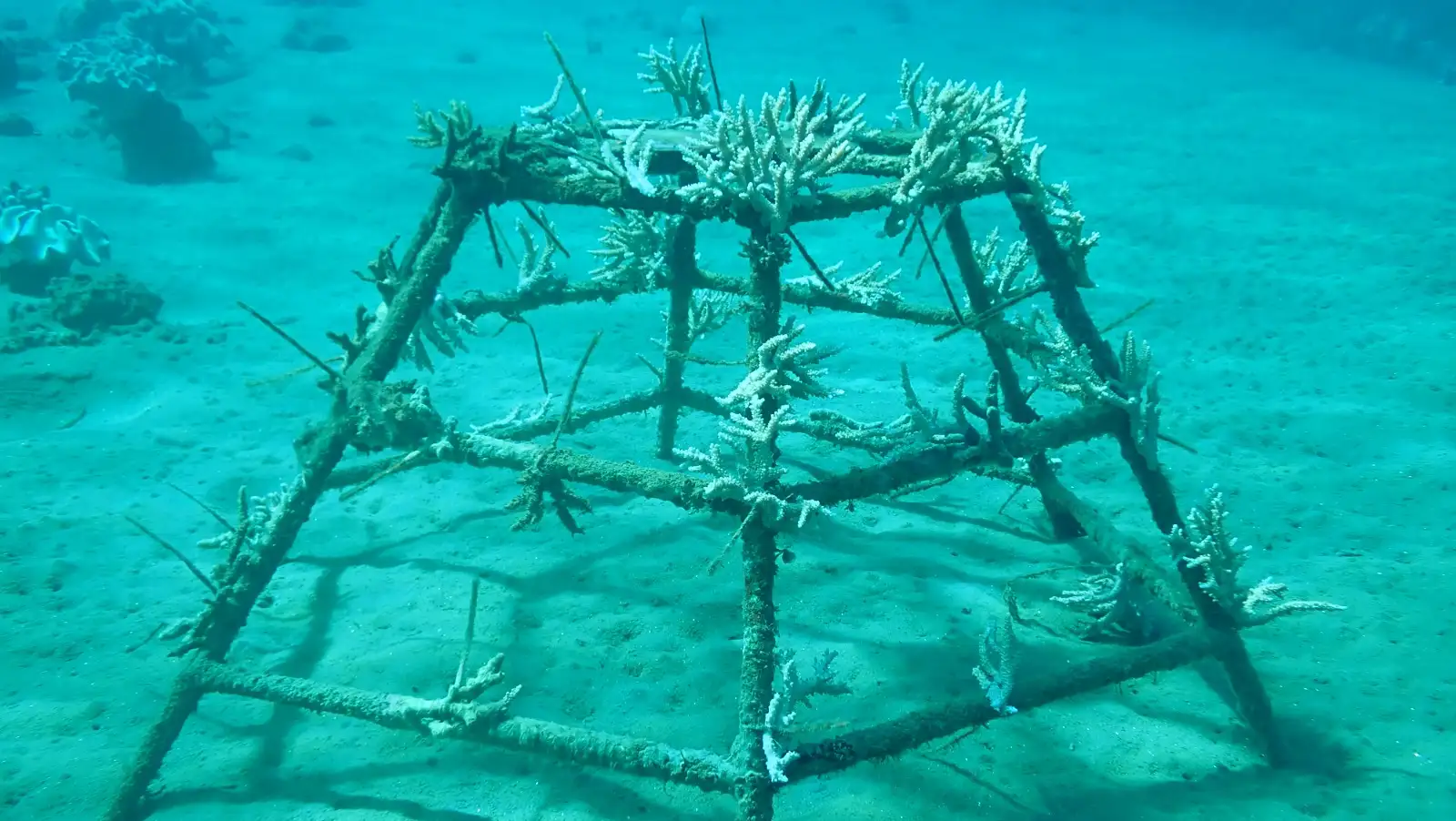 Harmoni Laut Ambon, Aksi Konservasi Bawah Laut Pertamina Patra Niaga
