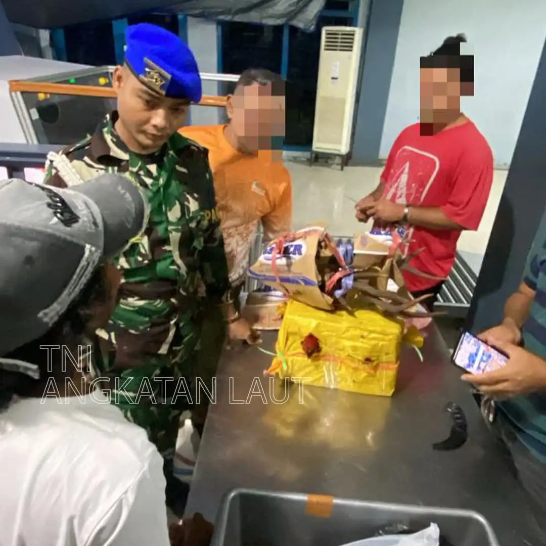 MALUKU HAMPIR DIRAMPOK!” Tentara Nasional Indonesia Angkatan Laut Gagalkan Penyelundupan Satwa Dilindungi di Ambon
