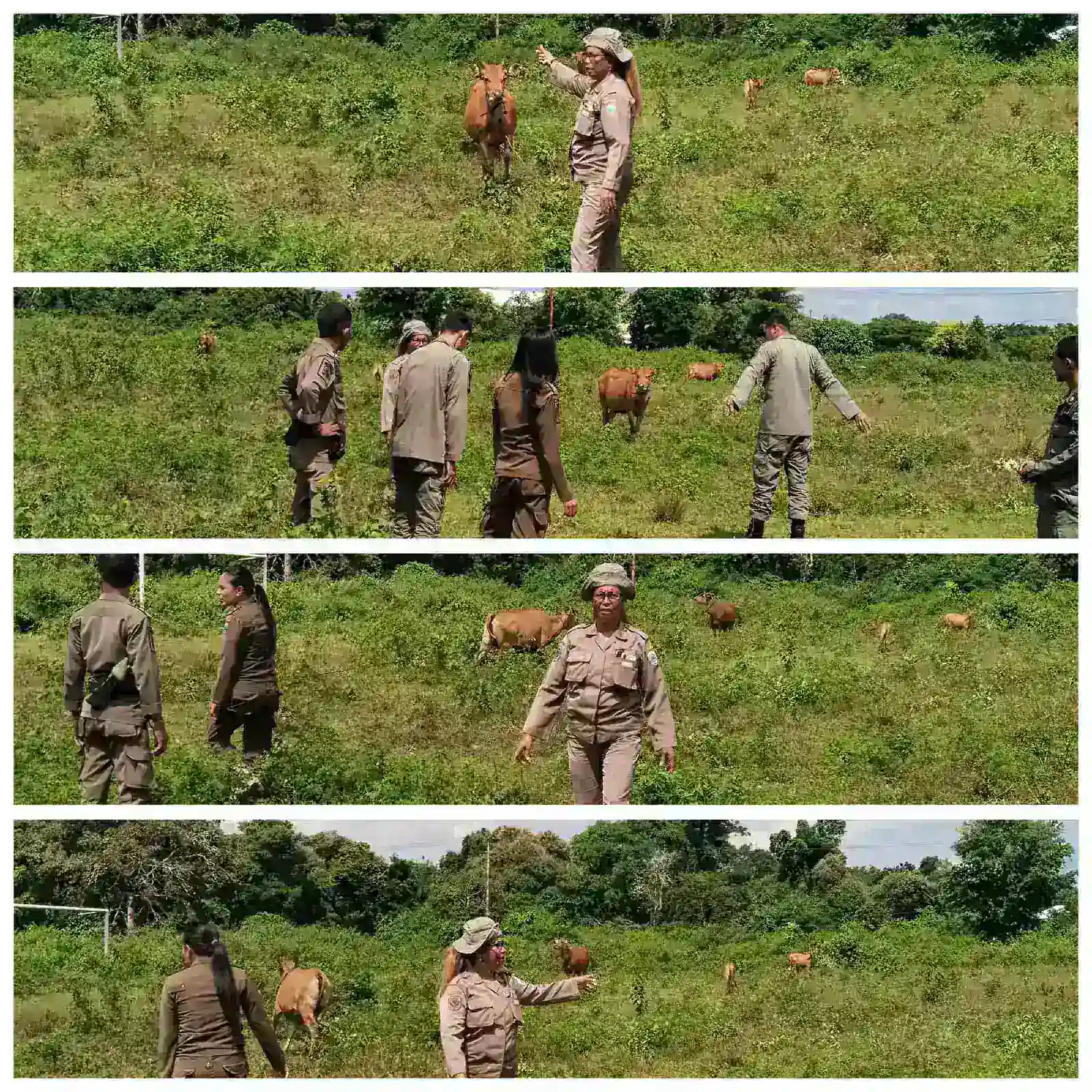 SATPOL PP MBD TERTIBKAN TERNAK DI KOTA TIAKUR, CEGAH KECELAKAAN DAN TEGAKKAN PERDA