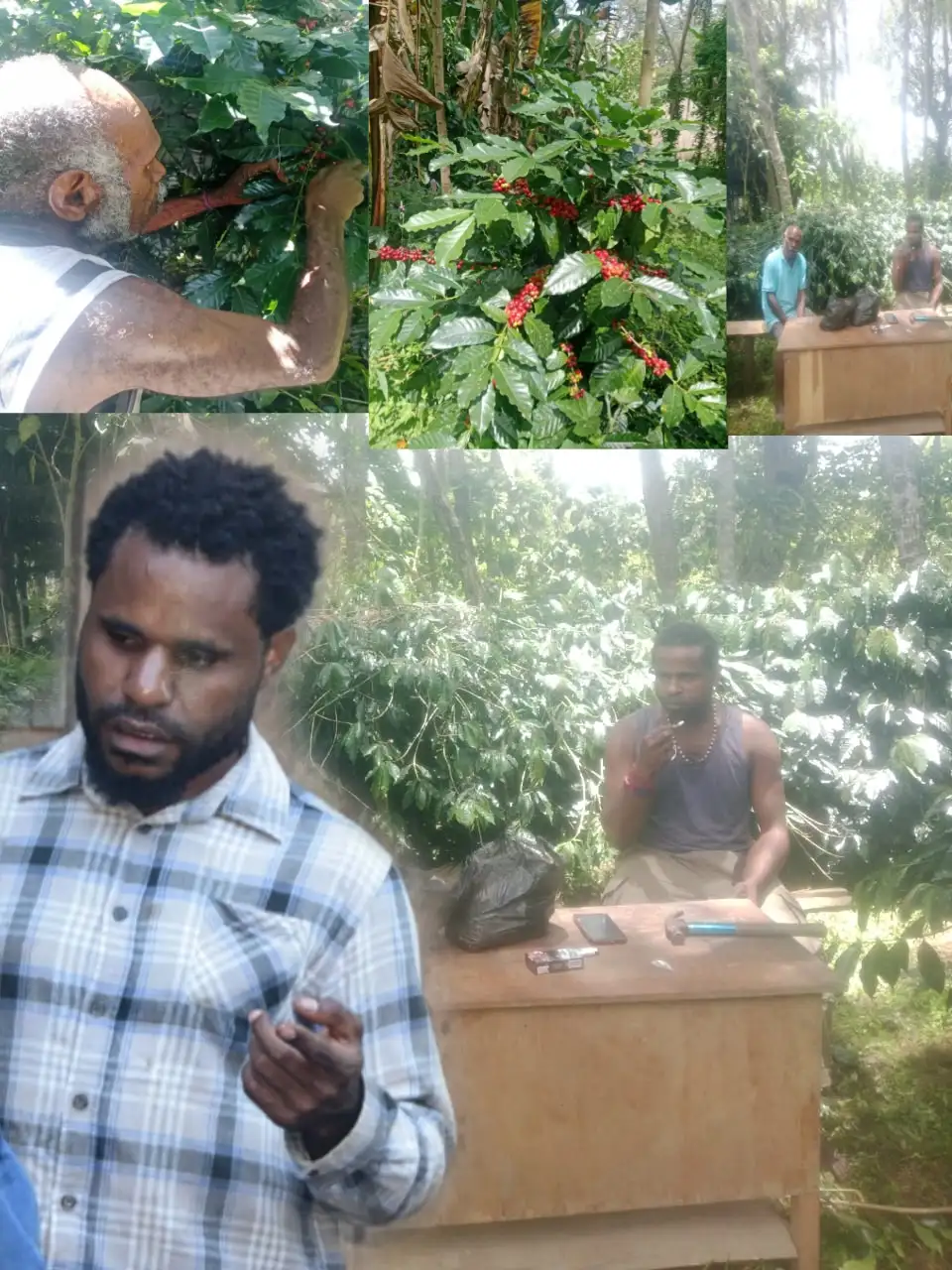 Kopi Nirmeke Mohon Dukungan Pemerintah Untuk Kemajuan Kopi Untuk, Papua Pengunungan  