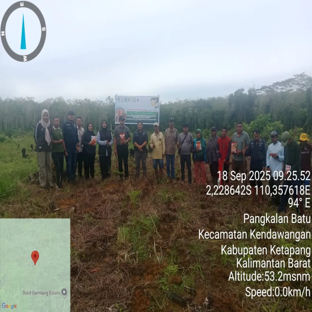 KTH Simpang Jaya Lestari Panen Harapan Baru: Menanam Jagung Hibrida di Lahan Konsesi PT HKI untuk Ketahanan Pangan Nasional