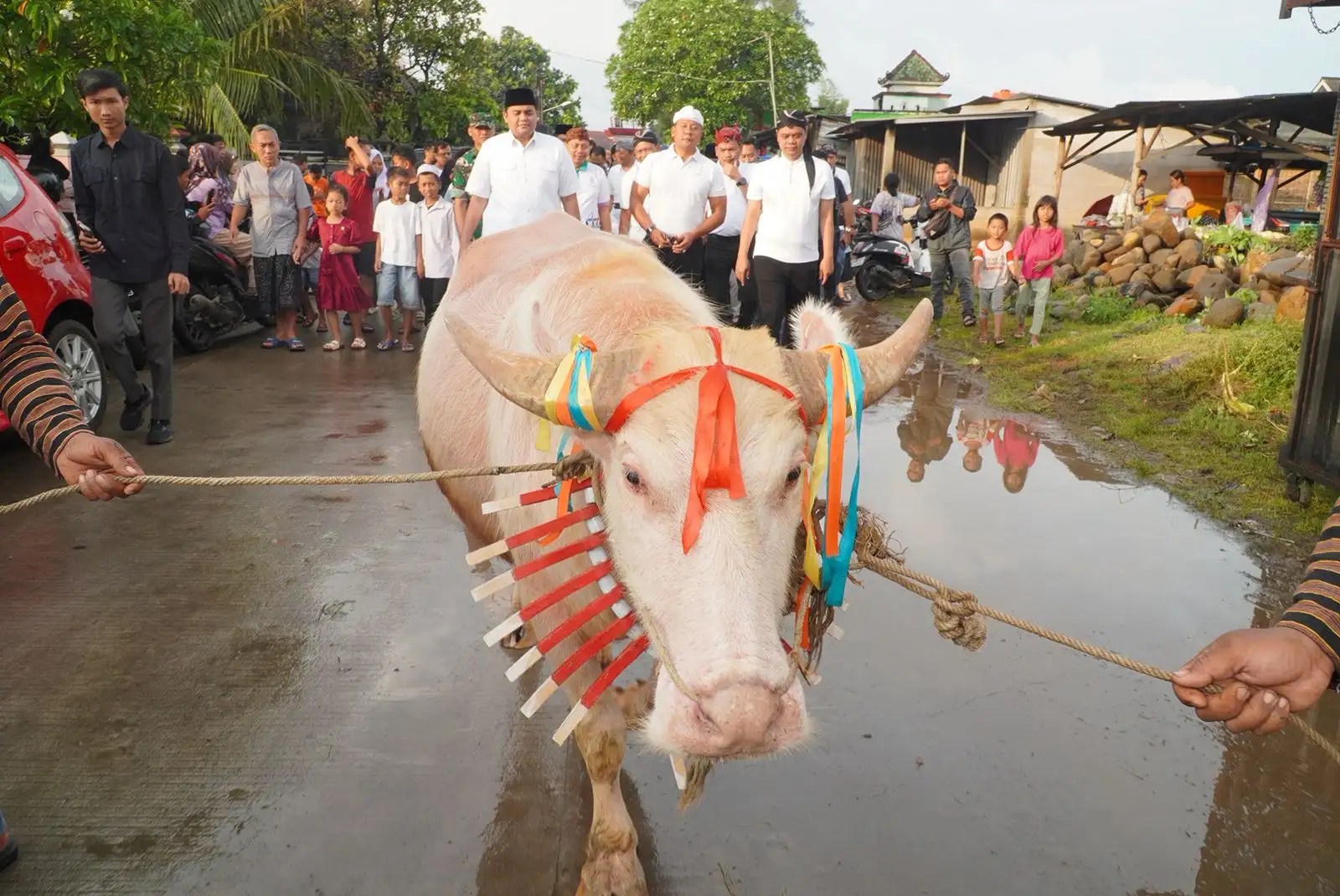 Kerbau Bule Diarak  Jadi Magnet Baru Lomban Syawalan Jepara 2026