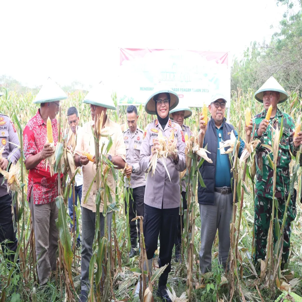 Polres Buru Sukses Panen Raya Jagung di Desa Waitina, Kapolri dan Kapolda Maluku Ikut Secara Daring