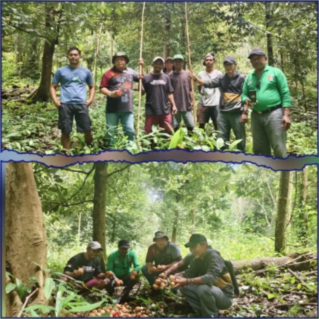 Fakfak Perkuat Petani Pala Hadapi Serangan Hama, Jaga Kejayaan Rempah Dunia