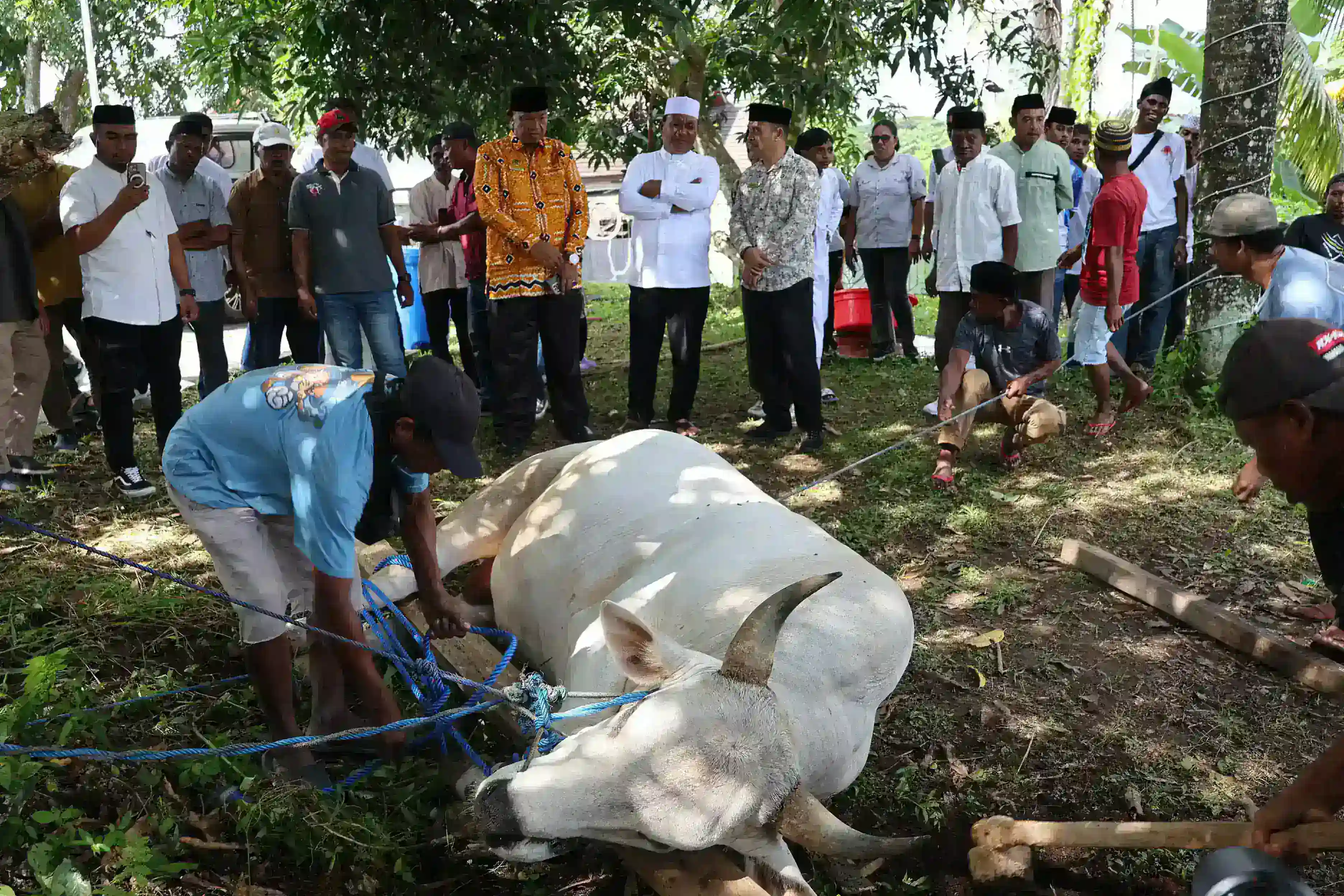 Wagub Maluku Gelar Penyembelihan Hewan Qurban, Jaga Tradisi dan Kebersamaan Umat