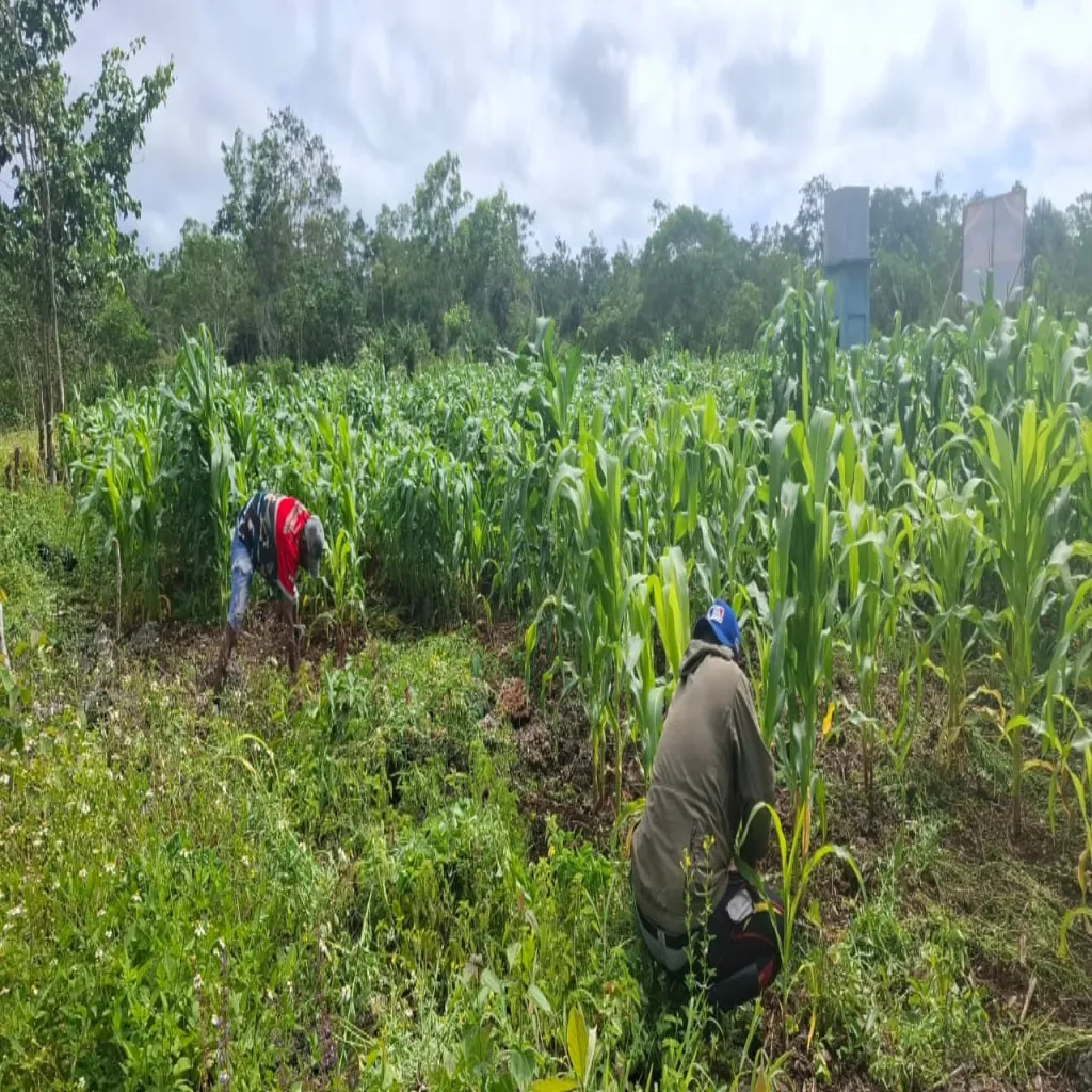 Dukung Program Prioritas Presiden Republik Indonesia,Personil Kompi 1 Batalyon C Pelopor Laksanakan Perawatan Tanaman Jagung di Kebun Ketahanan Pangan