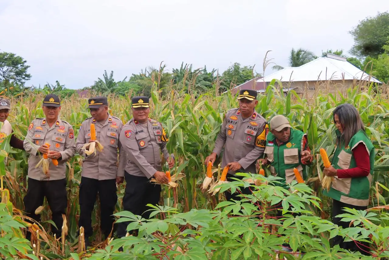 Polres Tual Gelar Panen Jagung di Lahan Ketahanan Pangan, Dukung Swasembada Pangan 2026
