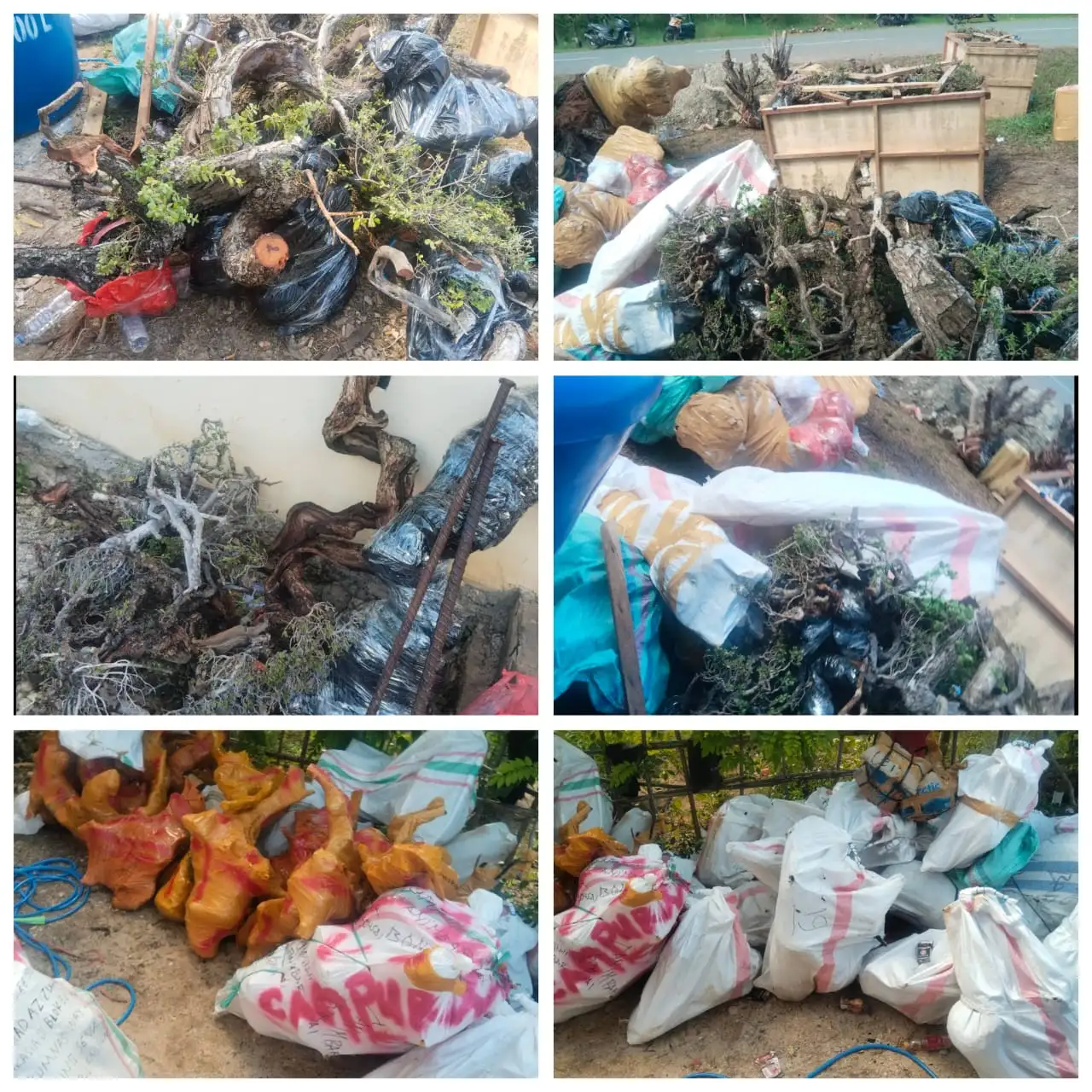 MISTERI LOLOSNYA KAYU SANTIGI DI KAIWATU: PERNYATAAN PELABUHAN DAN POLHUT BERTABRAKAN, PUBLIK CURIGA ADA “MAIN MATA”