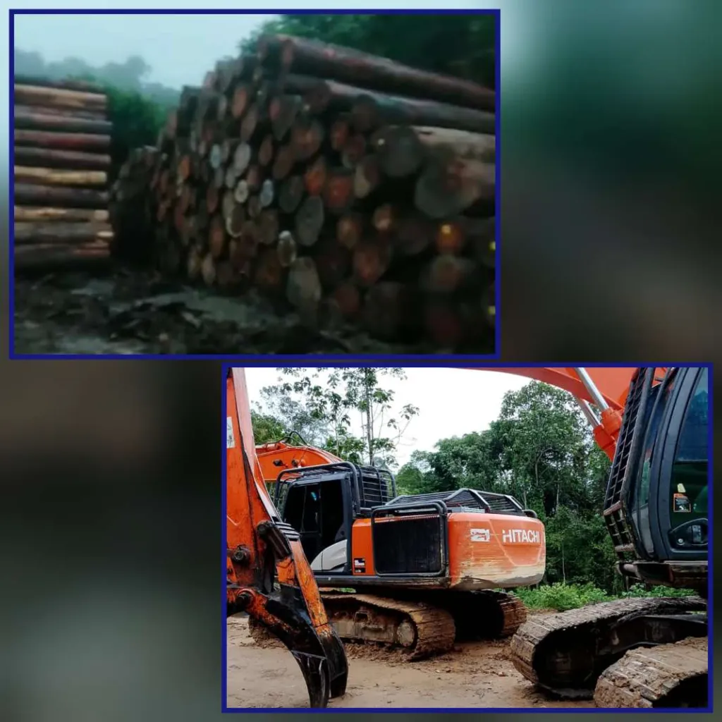 Jejak Gelap di Hutan Lindung Ketapang: Dugaan Kolusi UPT KPH dan Kepala Desa Mensubang
