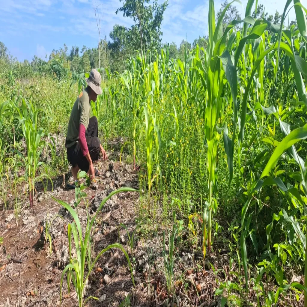 Personil Kompi 1 Batalyon C Pelopor Satuan Brimob Polda Maluku Gencarkan Perawatan Lahan Untuk Ketahanan Pangan