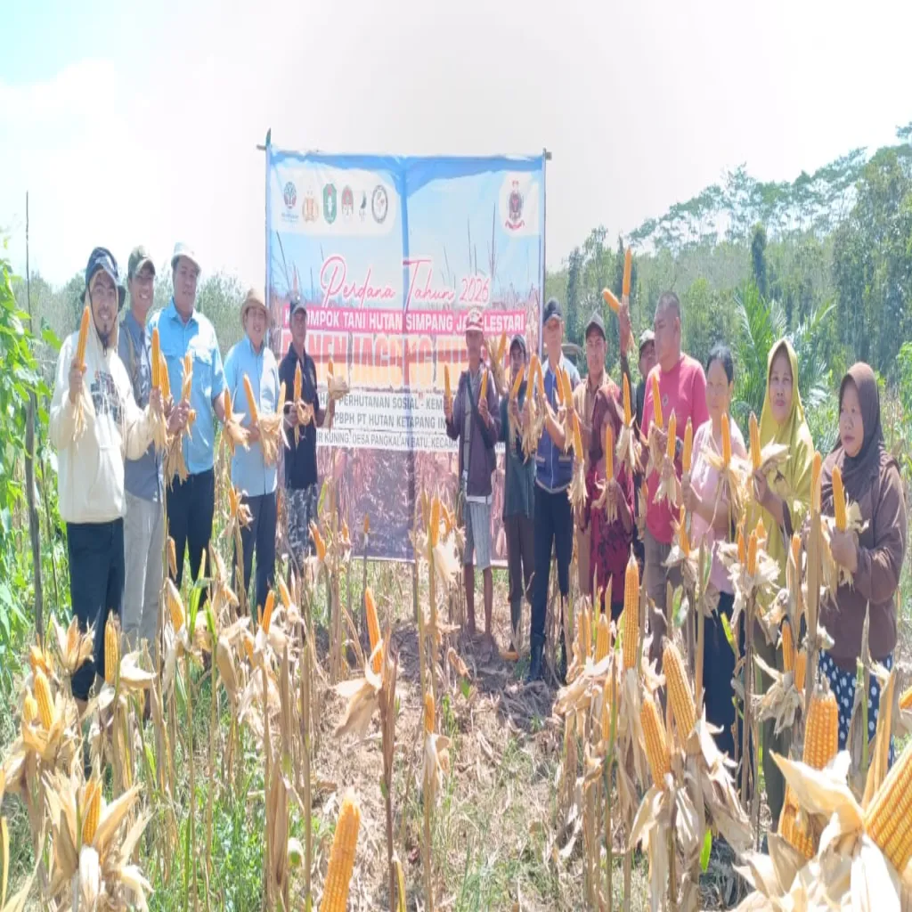Panen Perdana Jagung Hibrida Tandai Keberhasilan KTH SJL Binaan PT HKI di Kendawangan